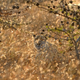 Image for article titled We found a cryptid! Meet the white cheetah.
